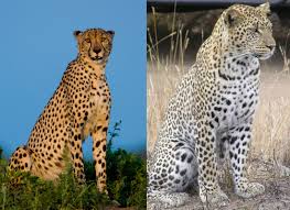 jaguar cheetah