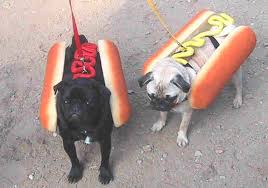 animaux-chiens-hot-dogs