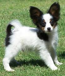 Papillon Pictures