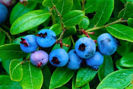 Blueberries: Cancer fighting