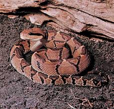 Back to topic: pit viper