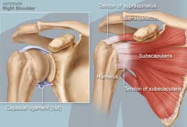 Illustration of rotator cuff