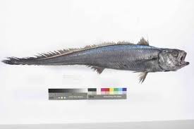 Blue Grenadier, Macruronus