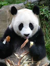 external image Giant-panda1C-David-Sheppar-8146.jpg external image Giant-panda1C-David-Sheppar-8146.jpg