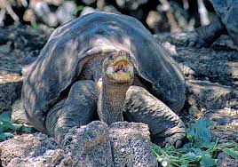 Lonesome George relaxing in
