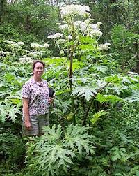 Giant Hogweed is Maryland
