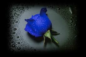 images of blue rose