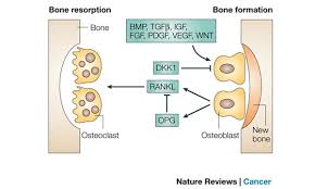 bone formation