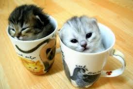 Kittens For Sale
