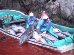 IDA and Save Japan Dolphins