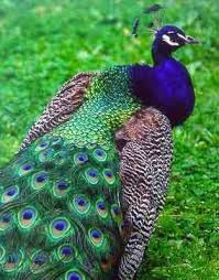 Peacocks are beautiful birds.