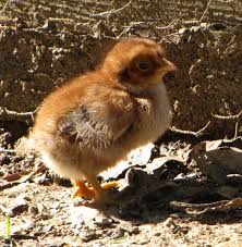 chicken chimera