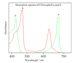 Chlorophyll as a Photoreceptor