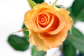 http://t3.gstatic.com/images?q=tbn:wVKDlz_9tR3JJM:http://www.strykowski.net/fotografia_kwiaty_zdjecia/Roza_-_zdjecie_rozy_-_zdjecia_roz_-_pomaranczowy_kolor_1545.jpg