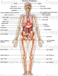 human anatomy drawings