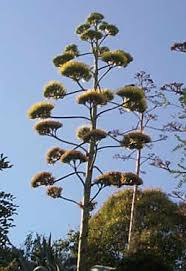 http://t3.gstatic.com/images?q=tbn:xIQTOSf98fUAtM:http://jouet.roger.free.fr/photos/Juillet/agave.jpg
