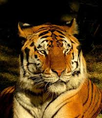 Tiger, tiger burning
