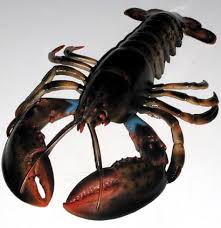 -  جراد البحر - Lobster1