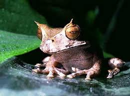 Horned Frogs (Ceratophrys)