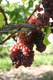 long time, California has