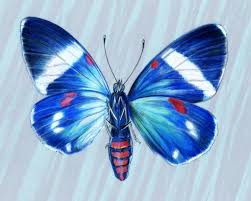 blue moths