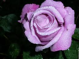 الورود الجميلة بالصور Galerie-membre,fleur-rose,rose-bleue-avec-la-rosee-dscn4763