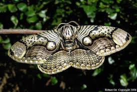 http://t3.gstatic.com/images?q=tbn:0kRjoU2Vb8OSsM:http://neatorama.cachefly.net/images/2007-10/indonesian-owl-moth.jpg&t=1