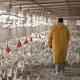 At UN, global leaders commit to act on antimicrobial resistance 