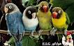 Image result for u202bپرنده اي به نام مرغ عشقu202c