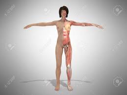 解剖 裸 女|女性の裸の身体、完全内分泌系と重ね白い背景の上の解剖学のイメージ含まれるクリッピングパスの写真素材・画像素材 Image 19893681