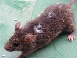 siberian mouse early|Siberians Raided Rodent Caches for Food