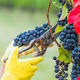 NASA and Harvard Experts Find Climate Change Has Fundamentally Altered French Wine Harvests 