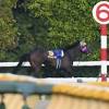 【オークス】放馬のサウンドビバーチェ無念競走除外 最後までＴＶ ...