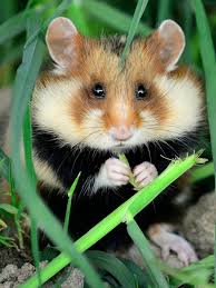 siberian mouse teen|Meet Siberian Sam | Looney Tunes Cartoons | Cartoon Network Asia - YouTube