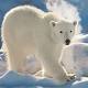 Melting Arctic ice is forcing polar bears to take perilous, long distance swims 