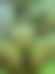 hairly asian pussy|Hairy Asian Babe with Open Pussy - Image Gallery #528517