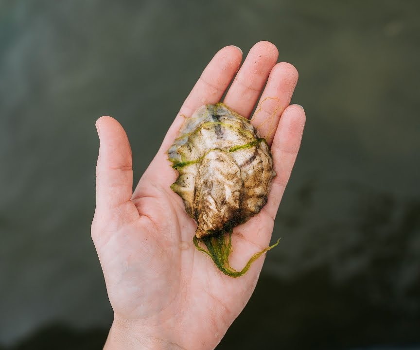 Island Creek Oyster Retail Shop by null