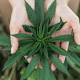 Marijuana's Expansion Could Turn Into a Nightmare for Employers 