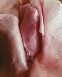 Page search vulva jpg x Vagina vulva