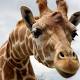 There Are Four Giraffe Species—Not Just One 