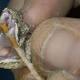 Snakebite antidote is running out 