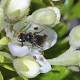 Bees Added To US Endangered Species List For 1st Time 