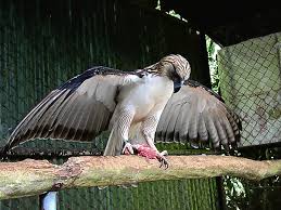 philippine eagle