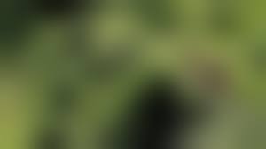  ru nudist girls|NUDE BEACH レディース