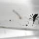 Two Whitsundays women tested for Zika virus after returning from Bali 