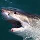 Eugene Finney credits shark attack for saving his life after doctors ... 