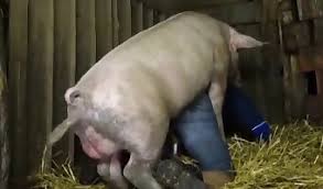 E cce zo amat jpg x Farm animal sex