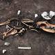 Iron Age Sacrificial Site with Human and Canine Remains Discovered in Denmark 