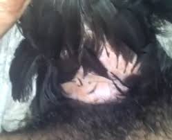 Man fucking chicken jpg x Man fucking chicken