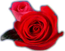 http://t3.gstatic.com/images?q=tbn:ANd9GcQGQsw93Tskdp2Q4Mc99xXdTKPbQh-QfypKpelTUWiCivnvpo98WQ